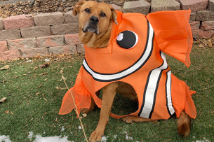 A dog sits on a grassy patch wearing a goldfish costume